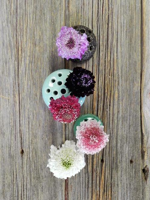 Scabiosa   "Scoop" Varieties In Assorted Colors